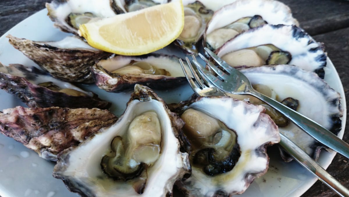 Oysters are likely source of Salmonella outbreak