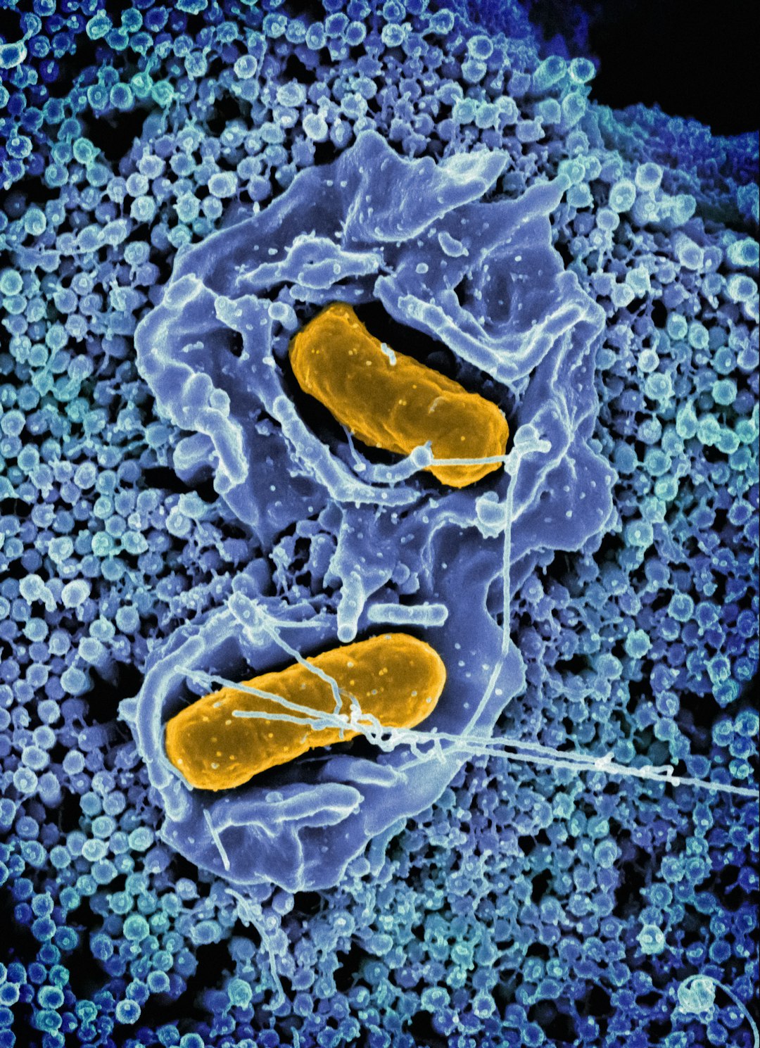 WGS adoption linked to Salmonella reduction