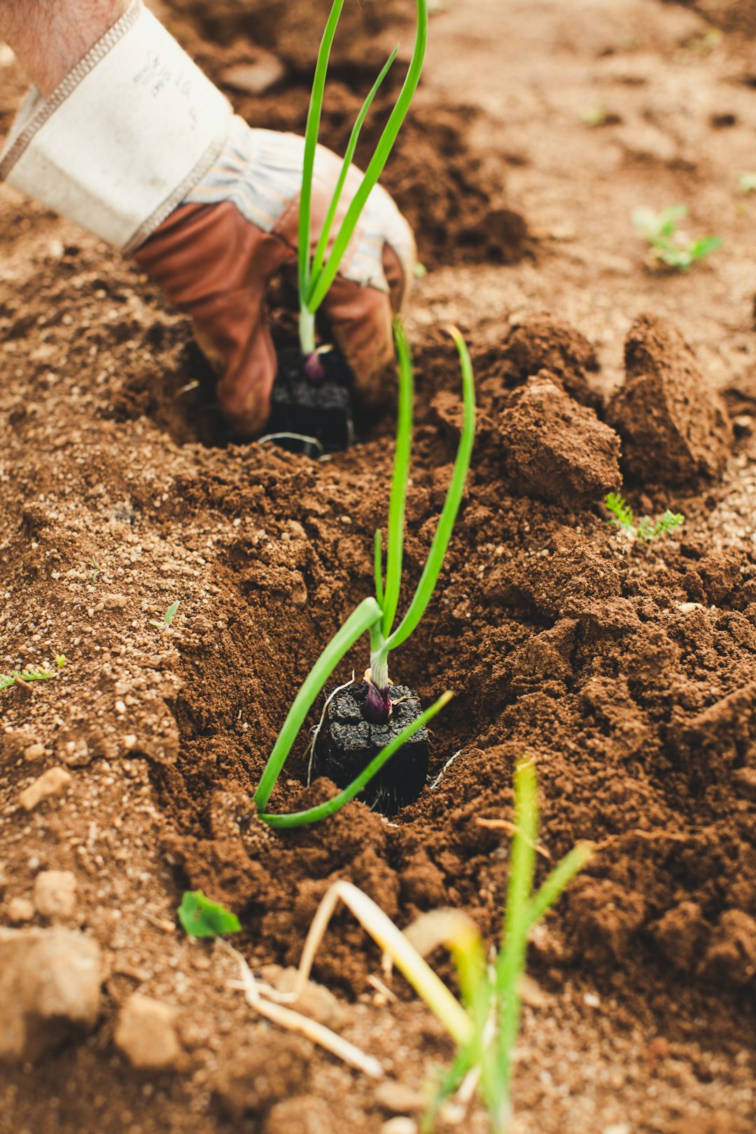 Why US corporate enthusiasm matters more than federal pilot for regenerative agriculture