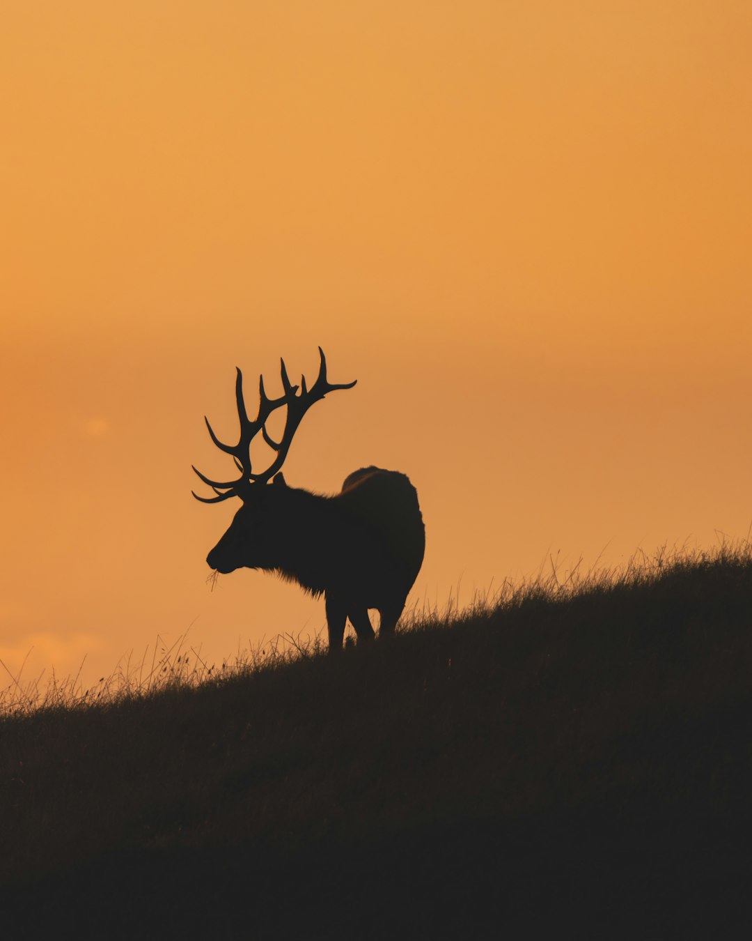 Last herd on earth