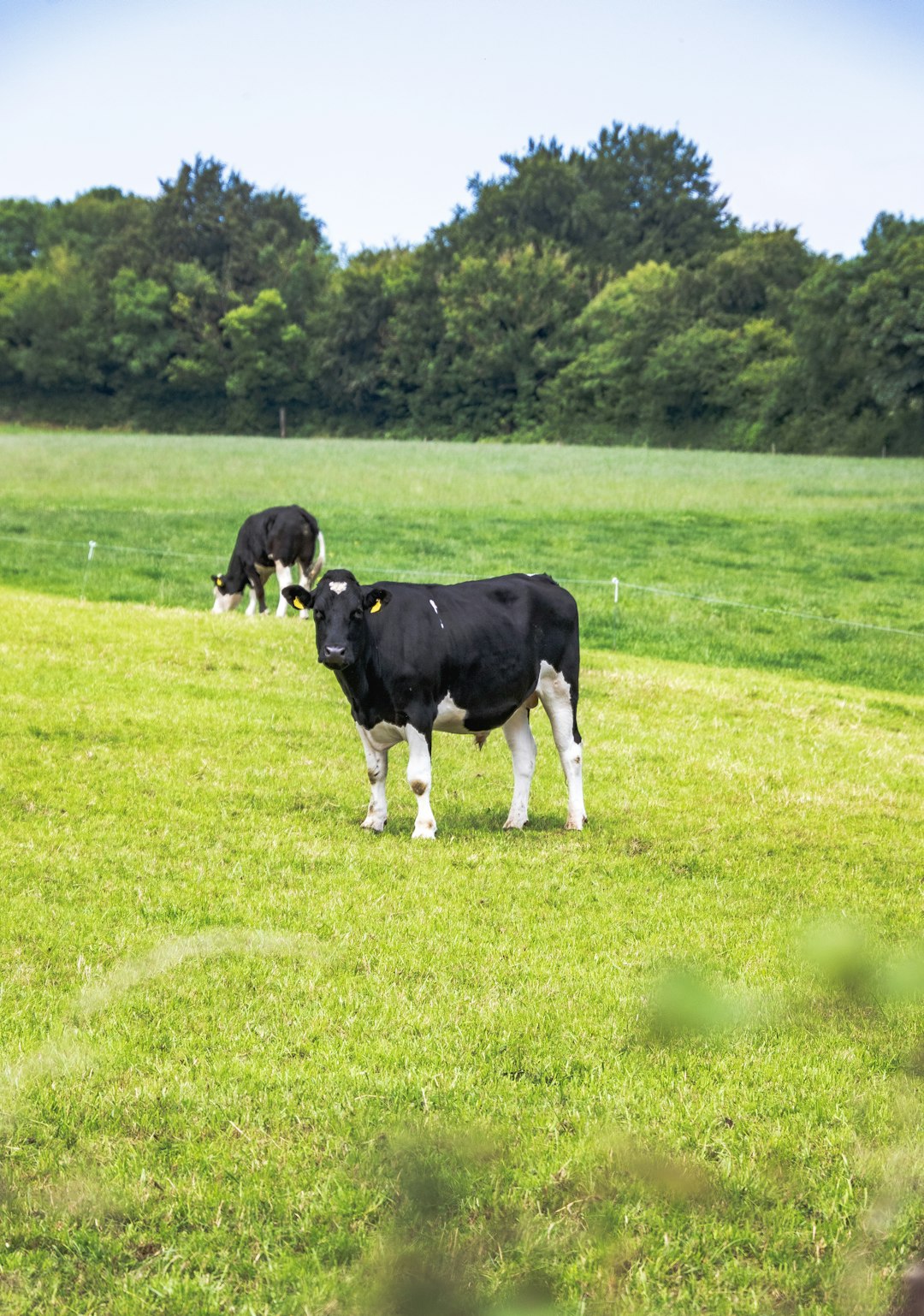 Dairy, meat boost Ireland food exports