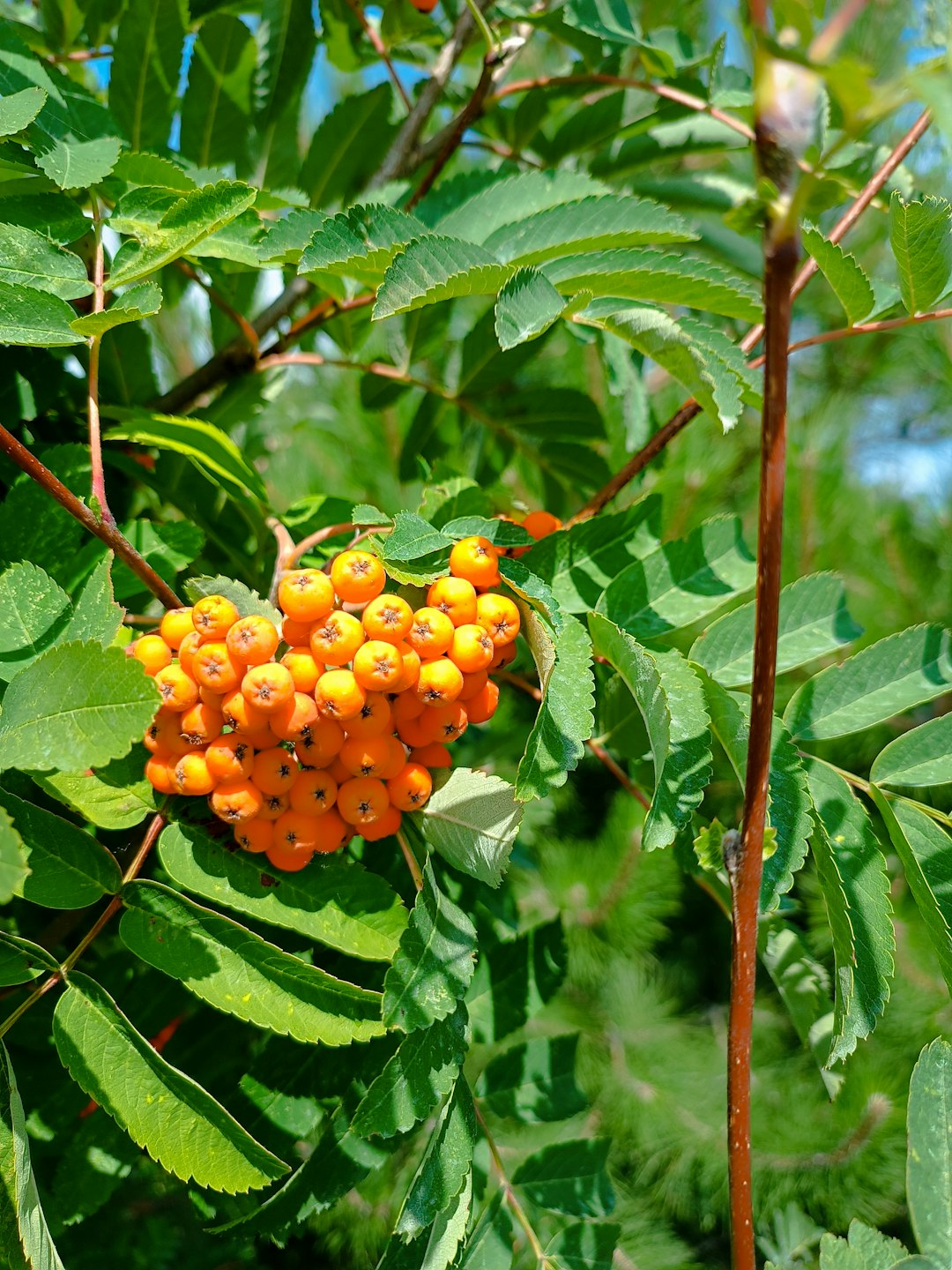 This wild fruit is getting a CRISPR makeover