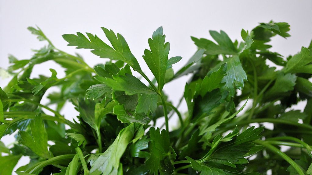 This Mom Slashed Her Grocery Bill by Growing 5 Herbs and Saving $1,200