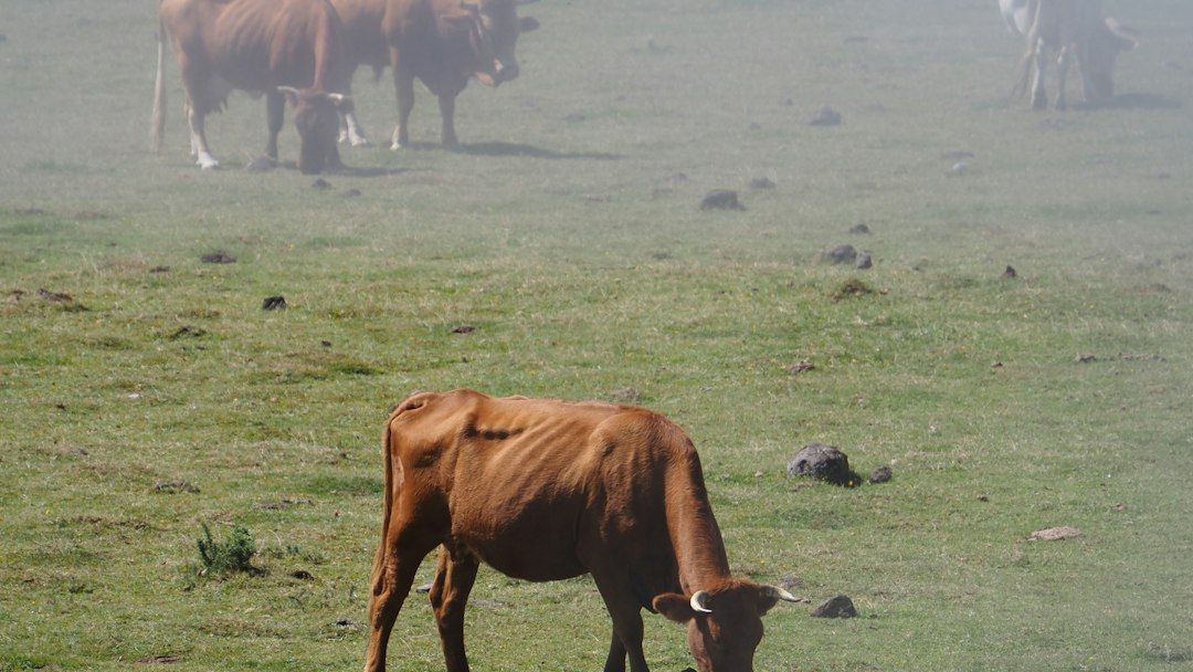 The Dark Truth About "Grass-Fed" Beef: The Legal Loophole Fooling Shoppers