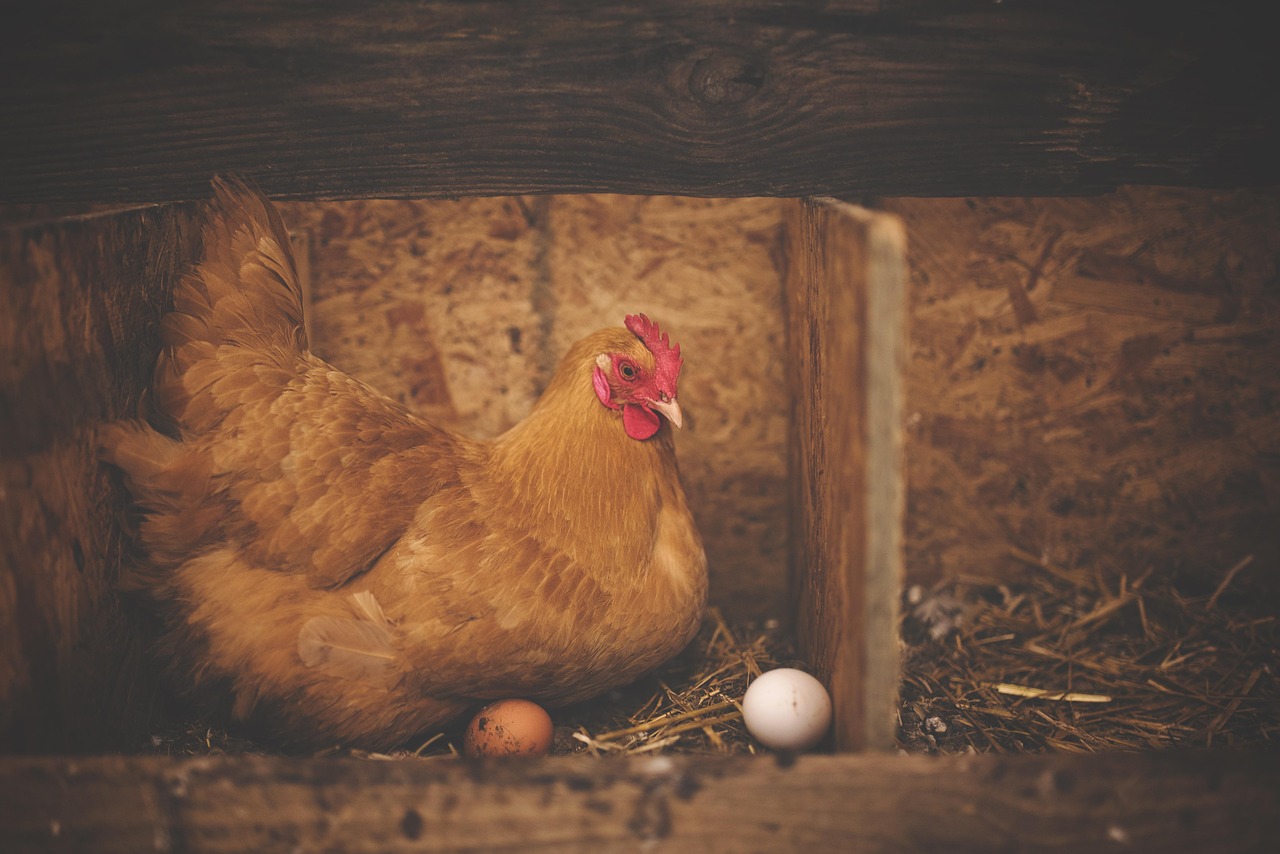 USDA signals a lack of interest in combatting Salmonella