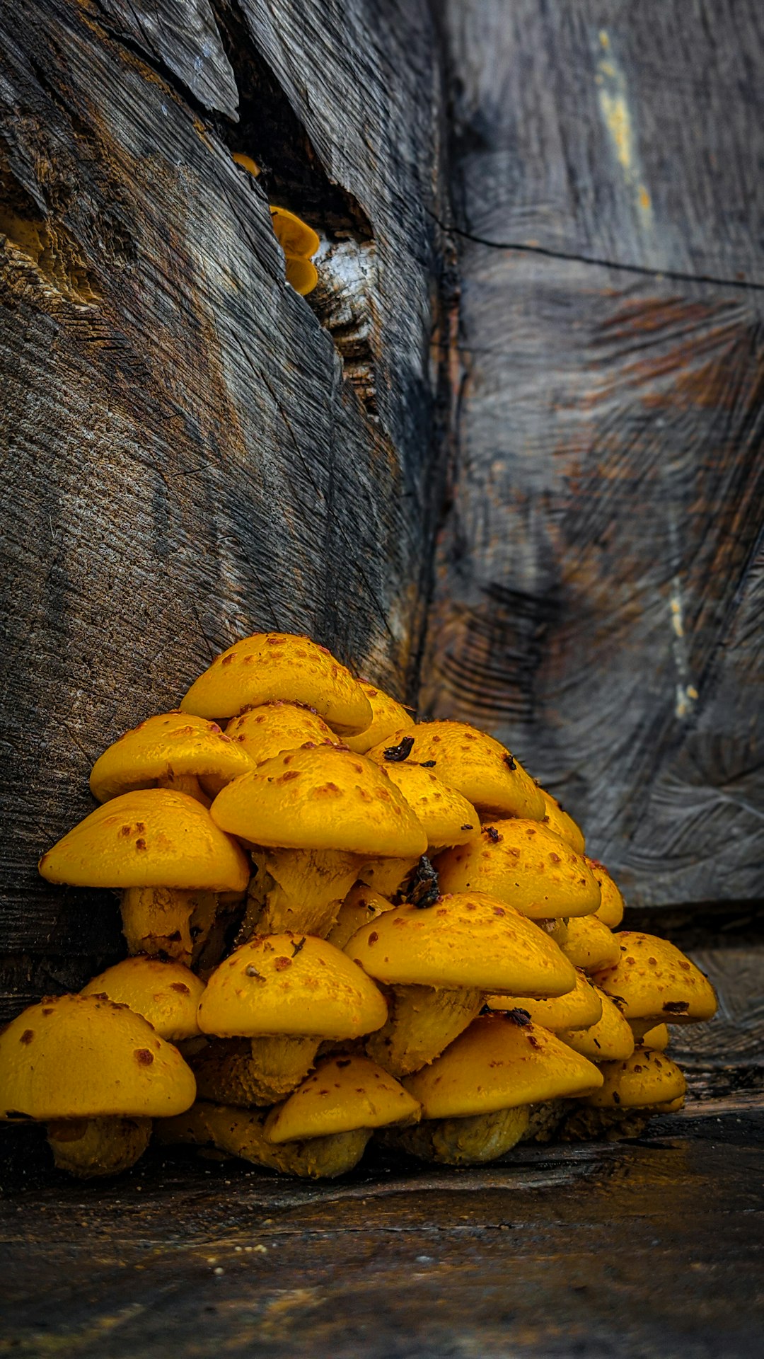 More than 20 poisonings, 1 death reported in California linked to wild mushrooms