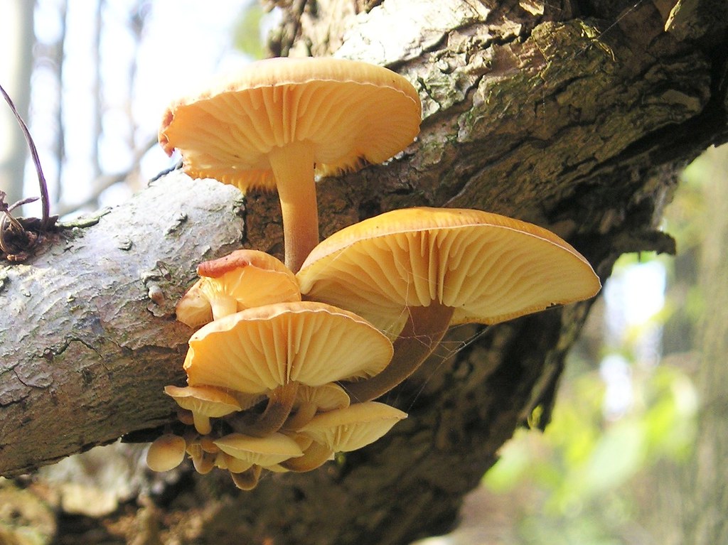 Enoki mushrooms recalled because of Listeria contamination