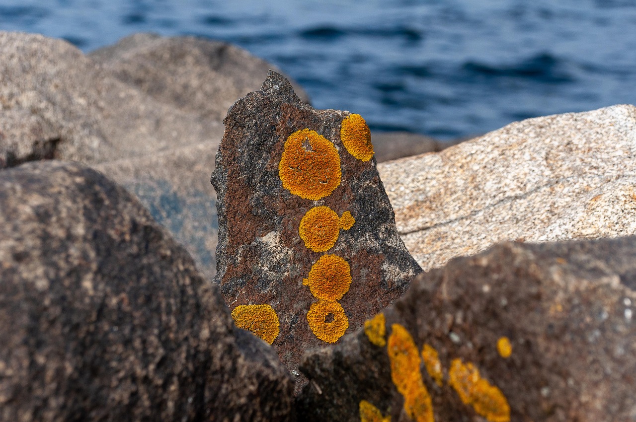 Sea moss gel recalled because of risk of botulism