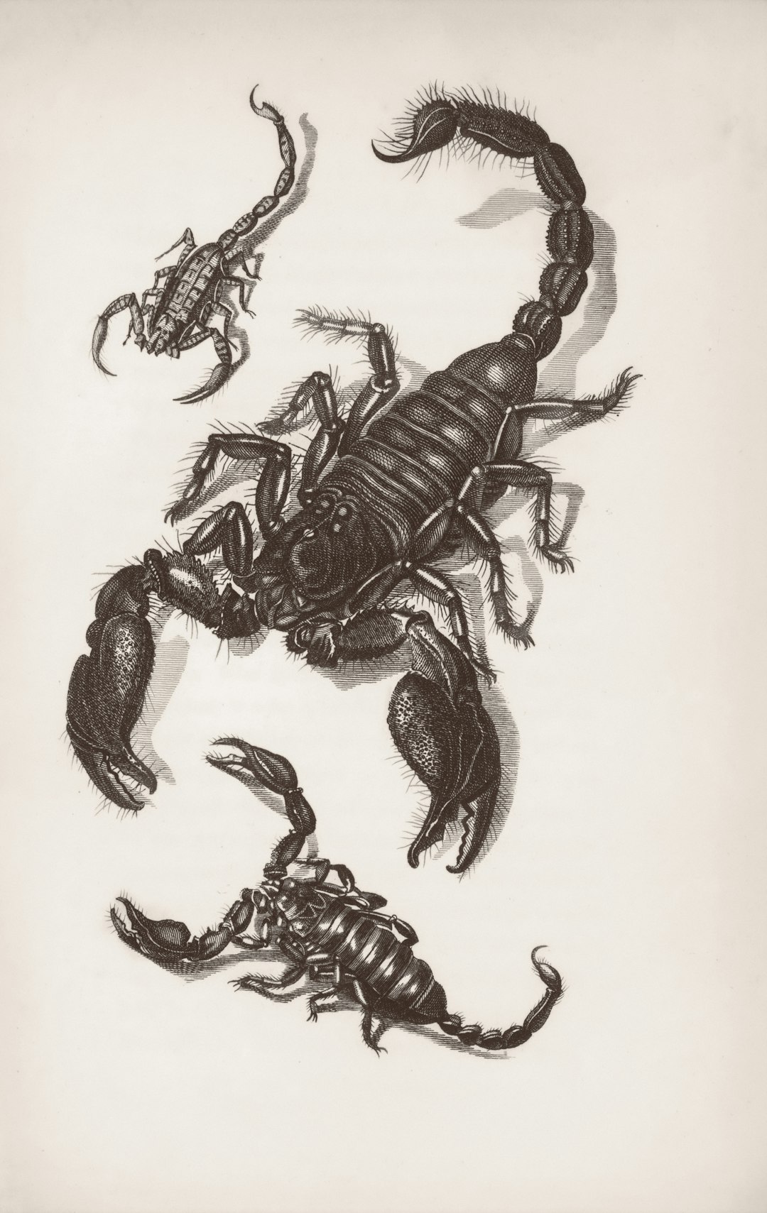 Scorpio Horoscope 19 Jan 2026