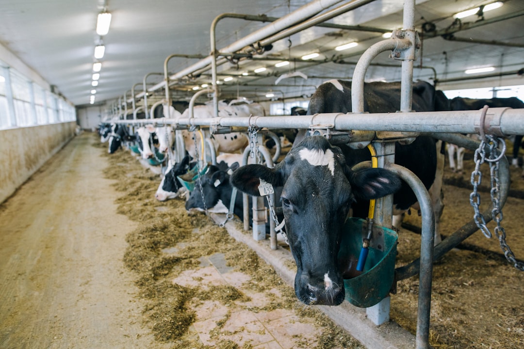 A once-in-a-generation discovery is transforming dairy farming