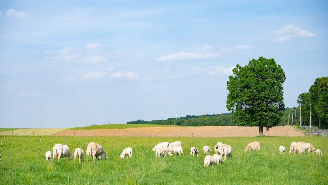 Why 'Regenerative' Beef Is the New Gold Standard for Conscientious Eaters