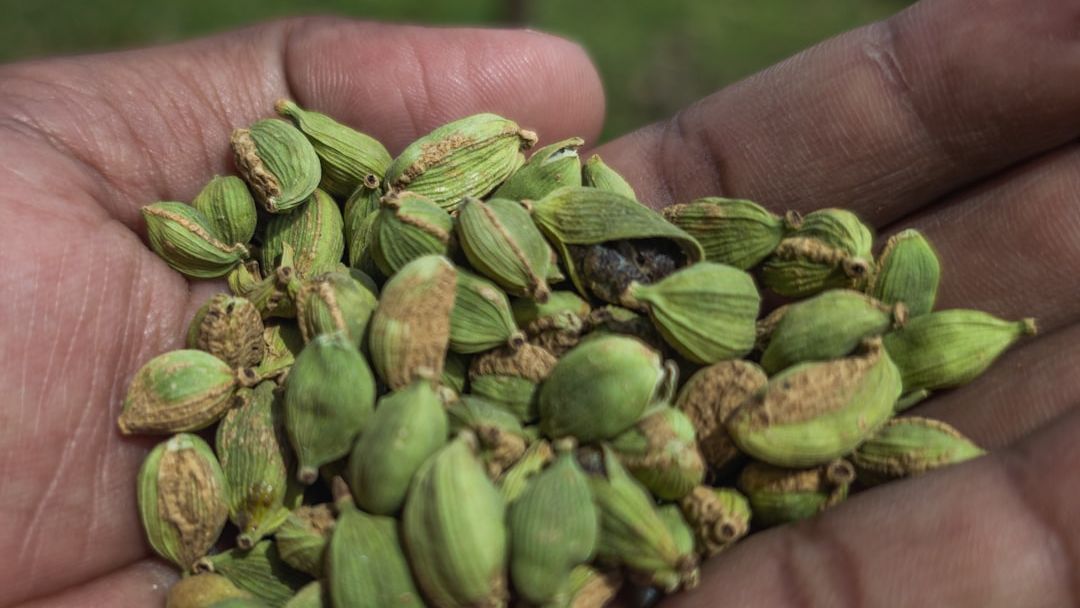 8 Rare Spices Now Worth More Than Gold That Elite Chefs Still Hunt Down