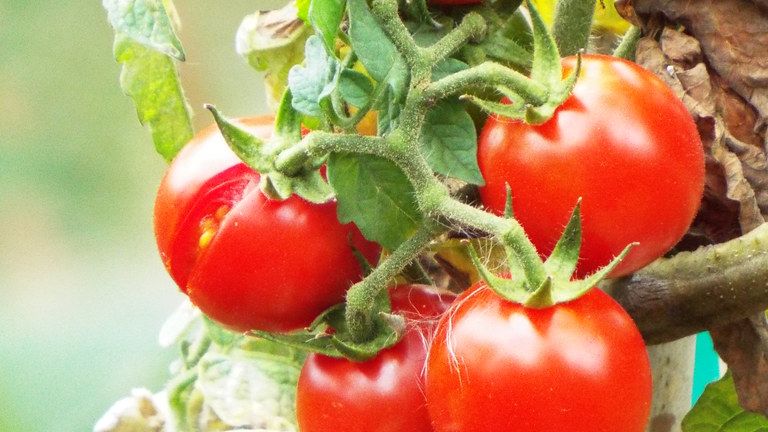 What's Really Going On With Vegetable Hybrids Taking Over Organic Markets