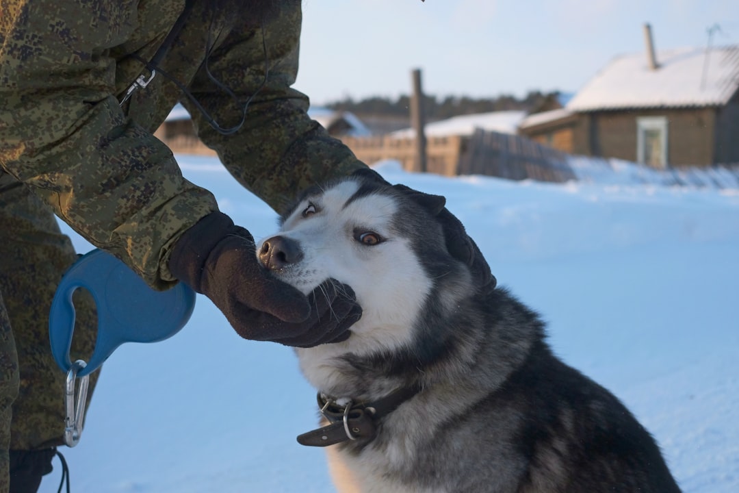 WATCH: US Air Force sergeant tells David Muir about moment blind dog recognizes him