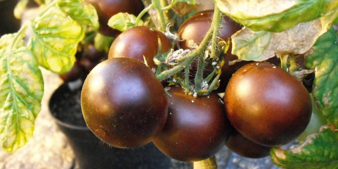 Genetically modified purple tomato to hit Australian shelves shortly