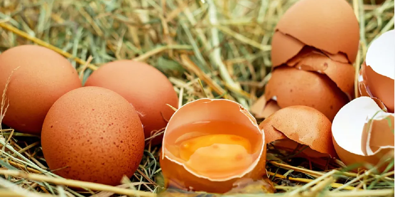 Longer shelf life for Norwegian eggs doesn’t pose safety issue
