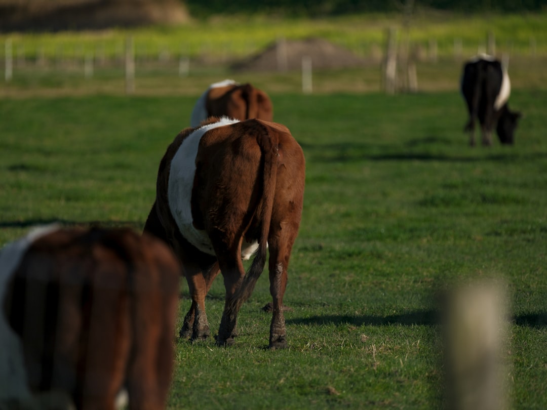 Tyson Foods sees long road before Beef business recovers