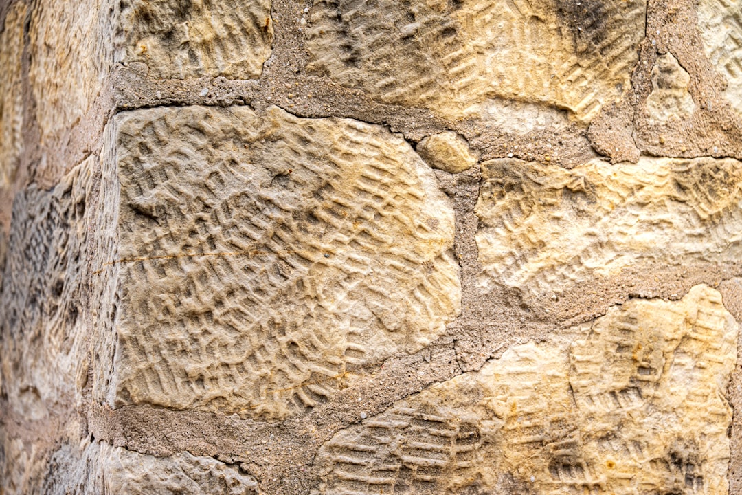 This ancient animal was one of the first to eat plants on land