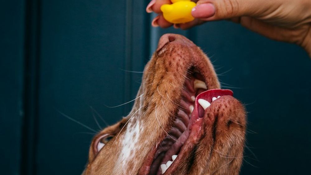 The 5 Human Foods Vets Warn Are Most Likely to Harm Your Dog