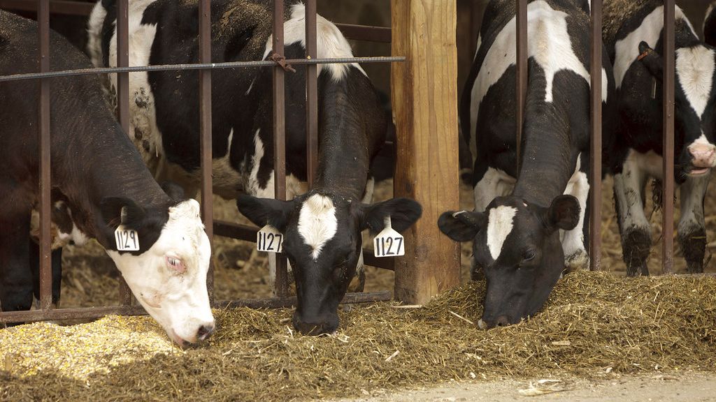 The Grocery Trap: The One Label You Must Check to Avoid Fake "Grass-Fed" Beef