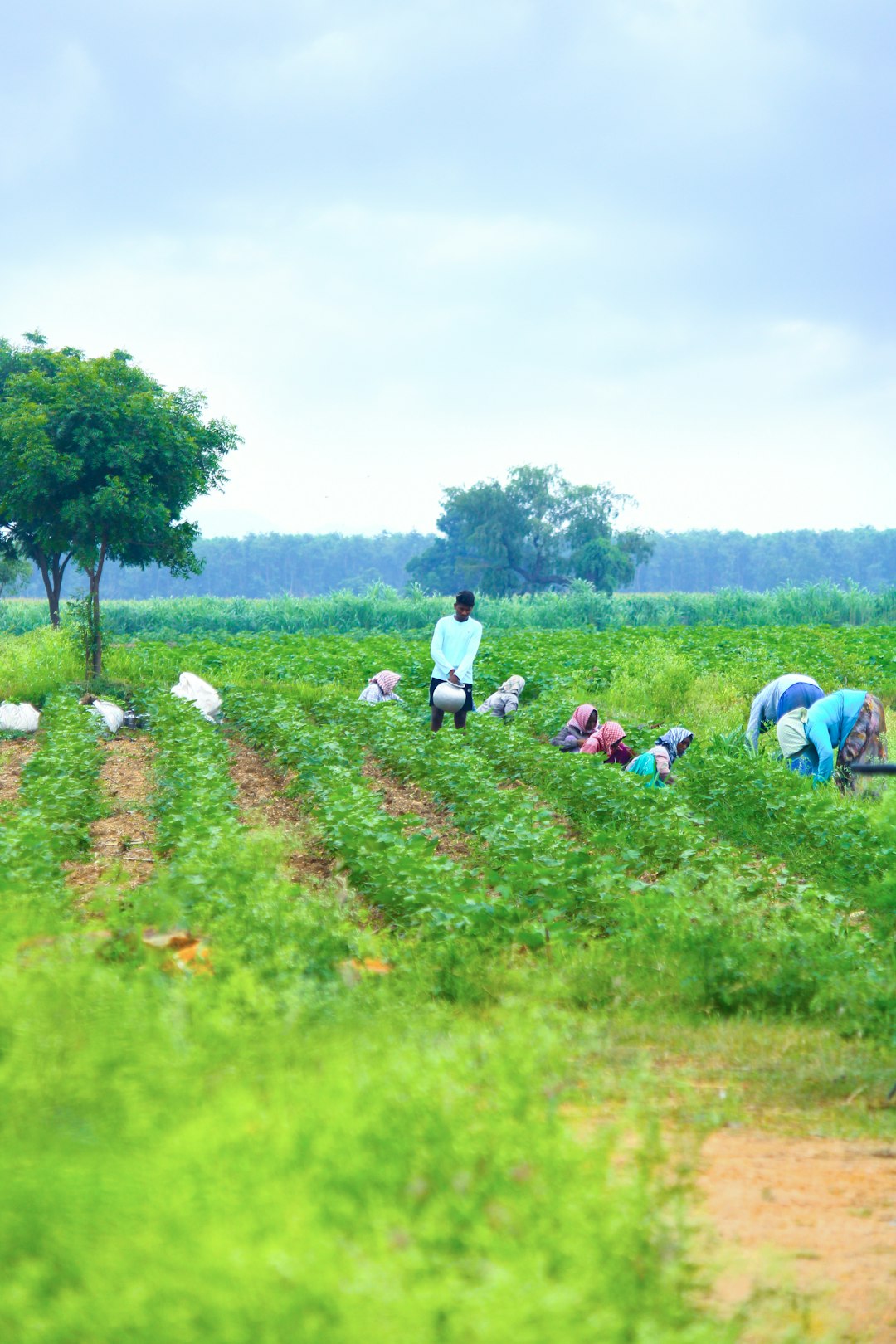 Everyone in Washington wants to ‘reform’ agriculture’s main visa program