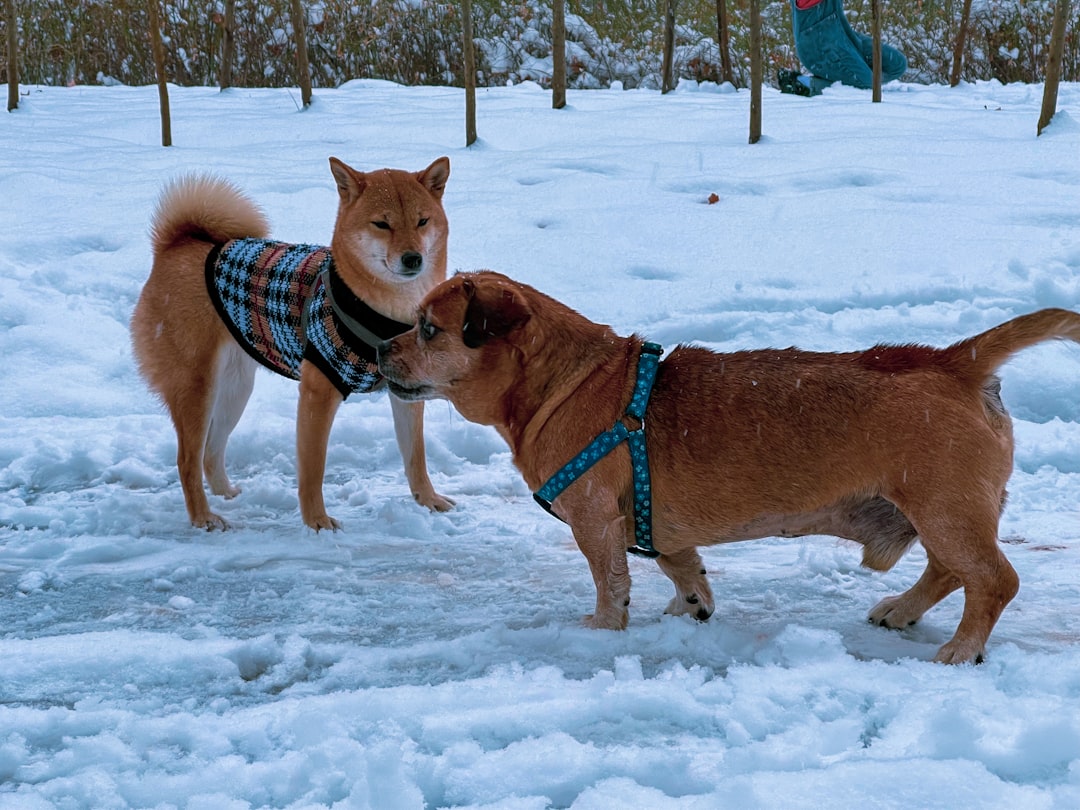 WATCH: Dogs take on the Winter Games