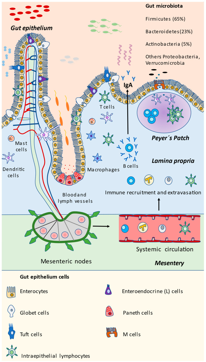 2026 Immunity Trends: Where Food, Gut Health and Function Converge