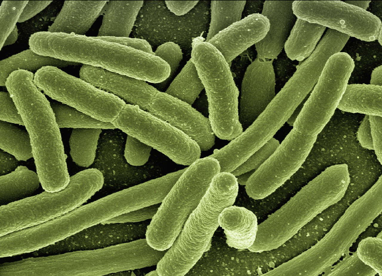 E. coli survival in French pizza outbreak remains a mystery