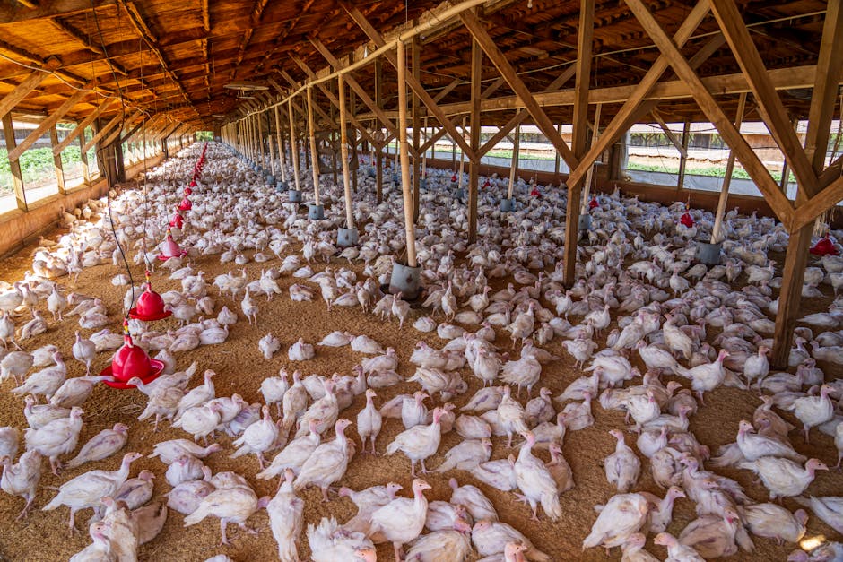 LDC to buy France Poultry from Saudi group Almunajem