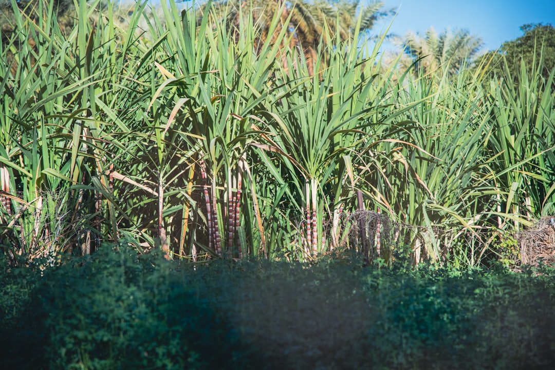 USDA provides relief to sugar producers
