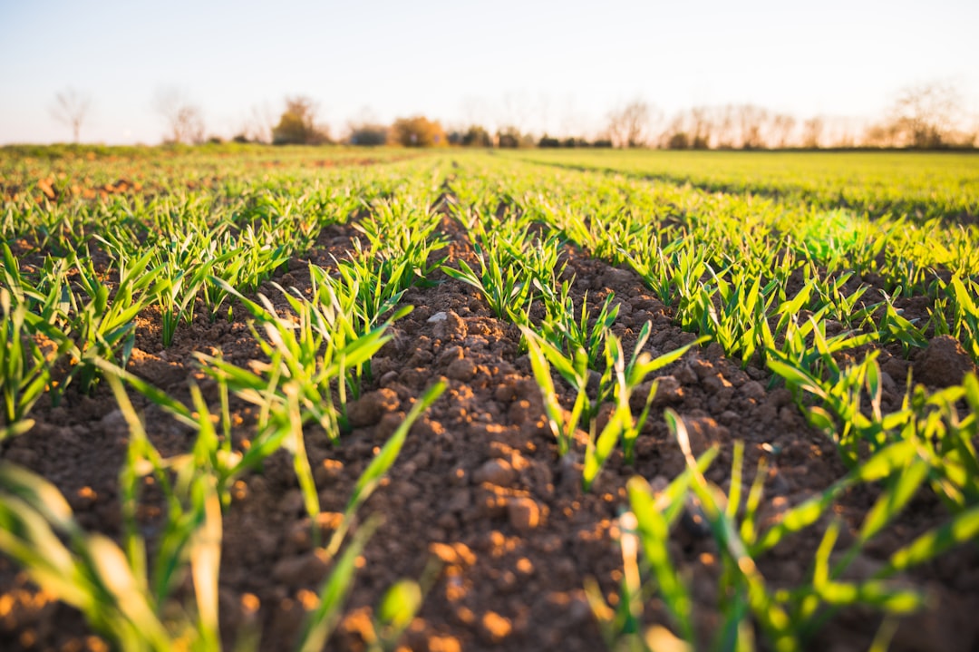 Regenerative agriculture benefits crops and biodiversity