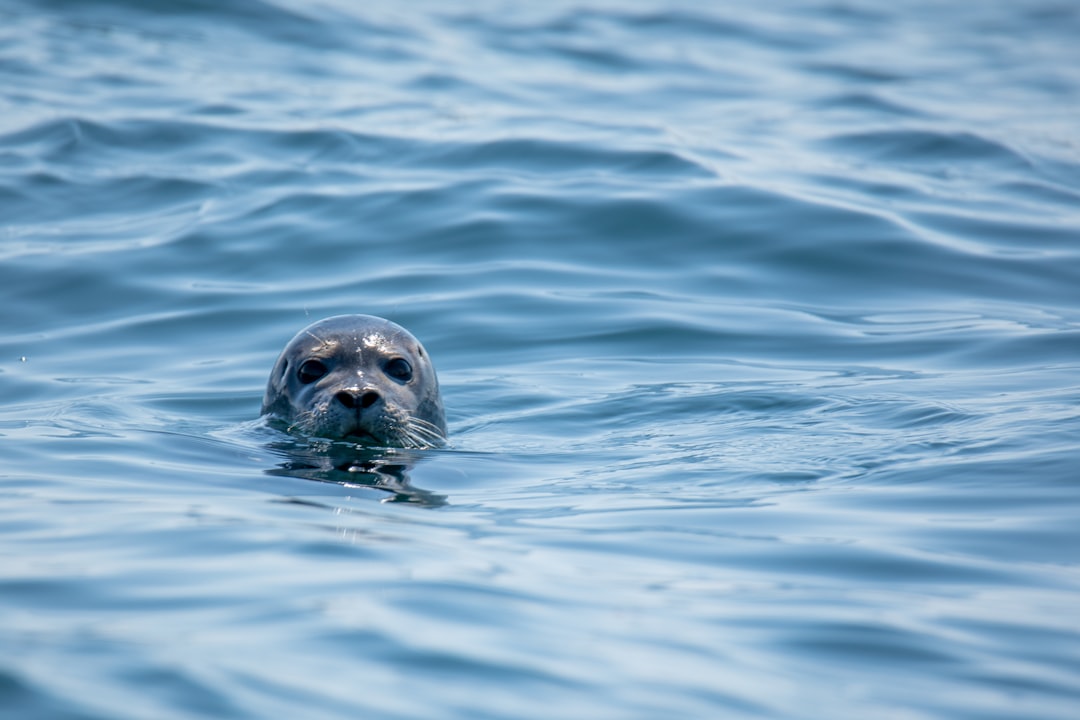 Harbor seal shows off rubber duck friend