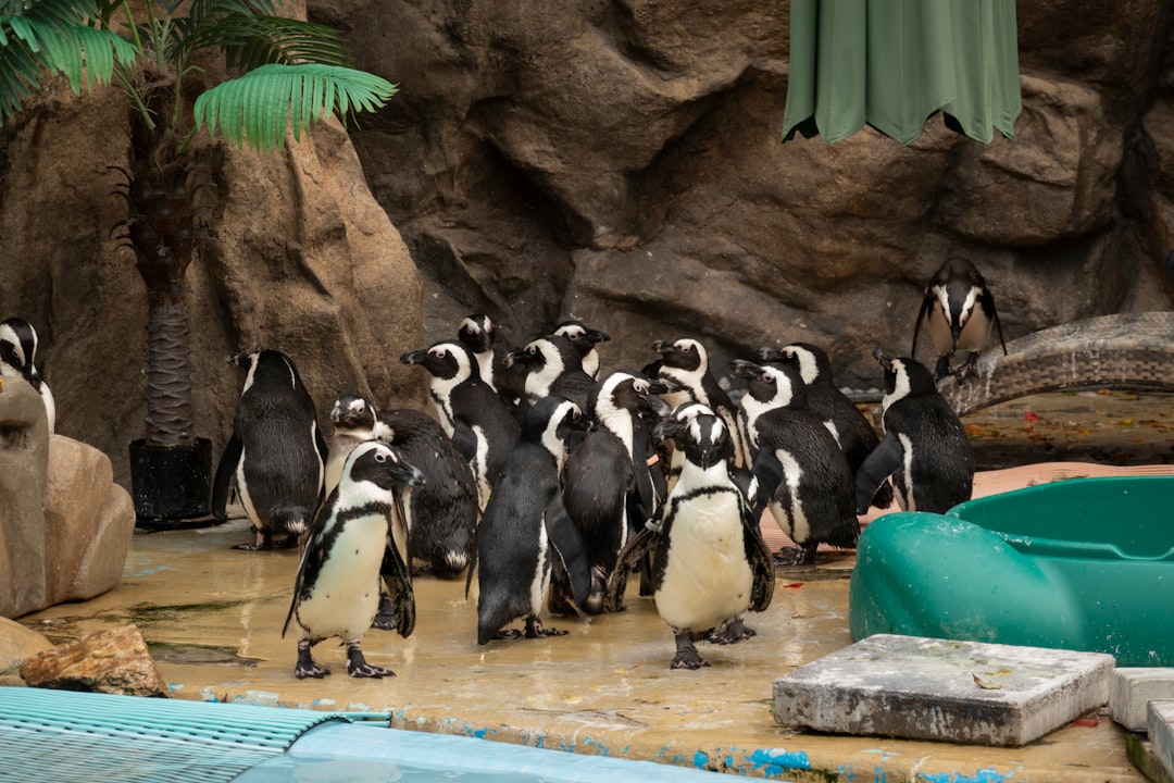 A retirement home for penguins