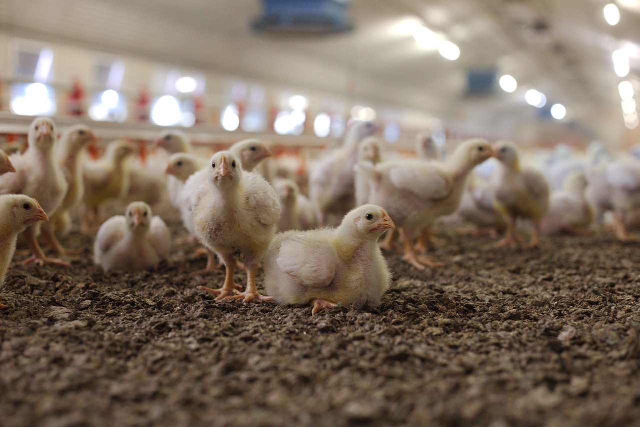 Conagra Brands invests in US poultry factory