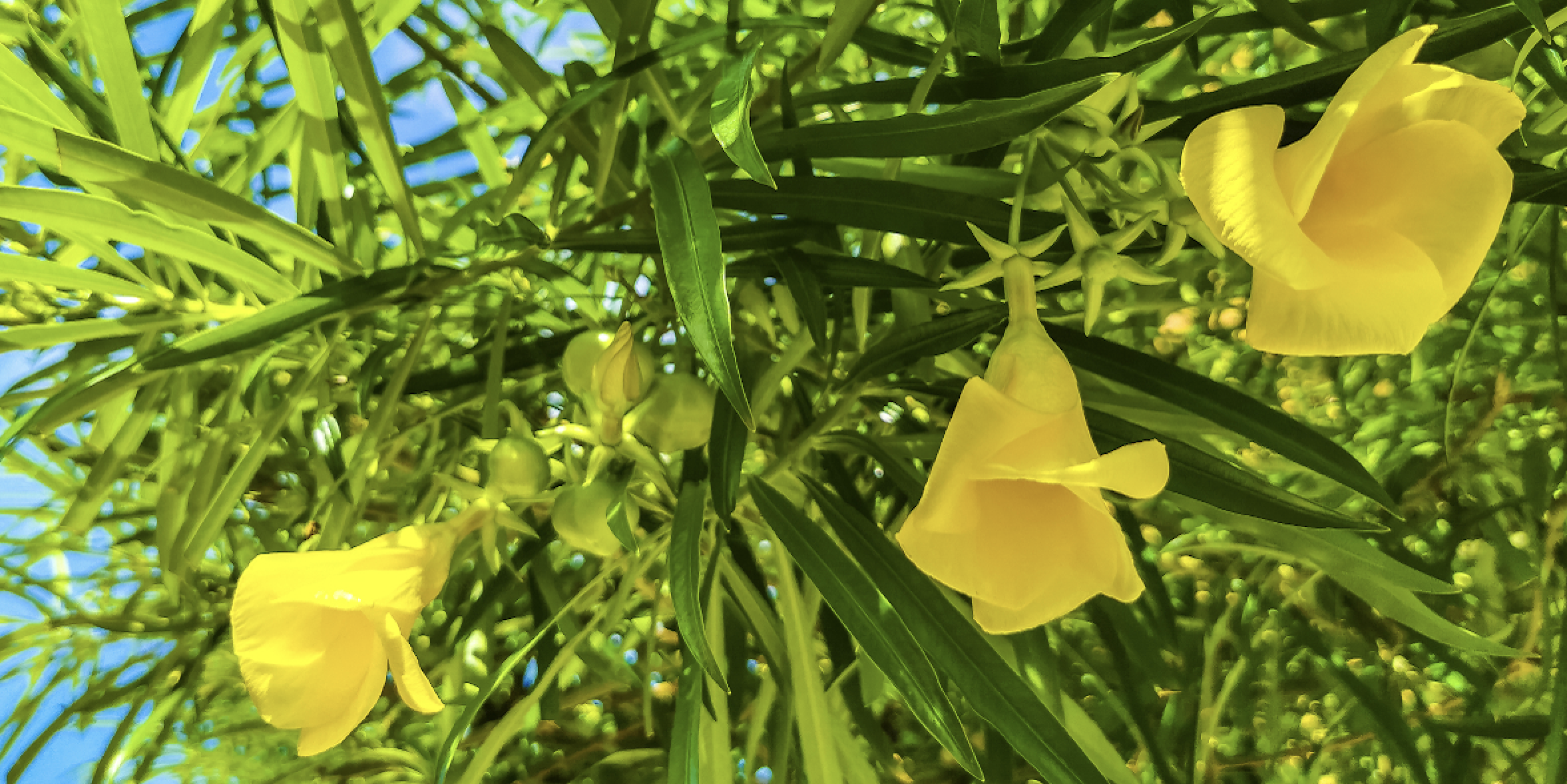 FDA adds product to warning list of supplements with toxic yellow oleander