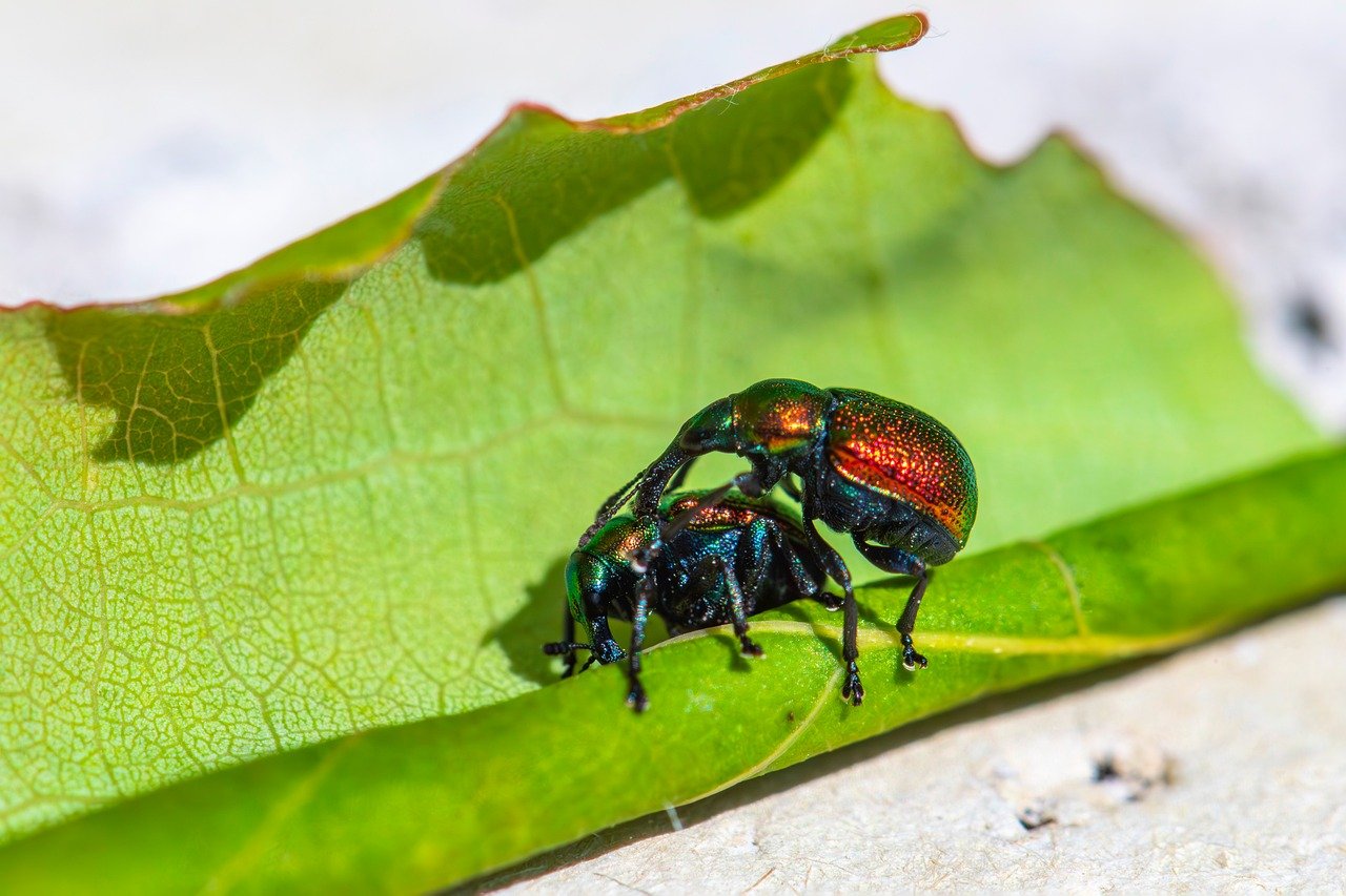 Scientists discovered a secret deal between a plant and beetles