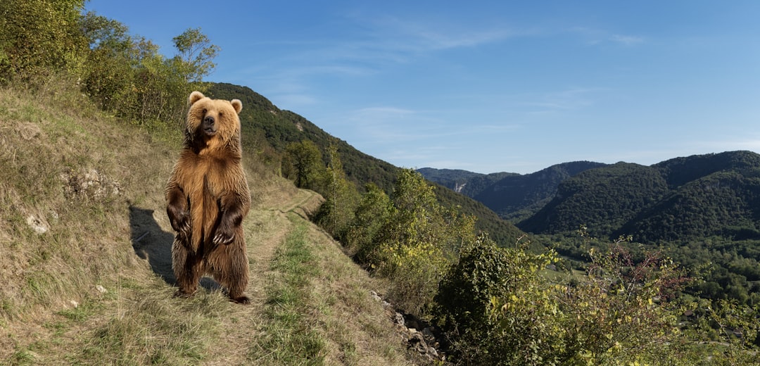 Woman walking her dog in Monrovia is targeted by bear