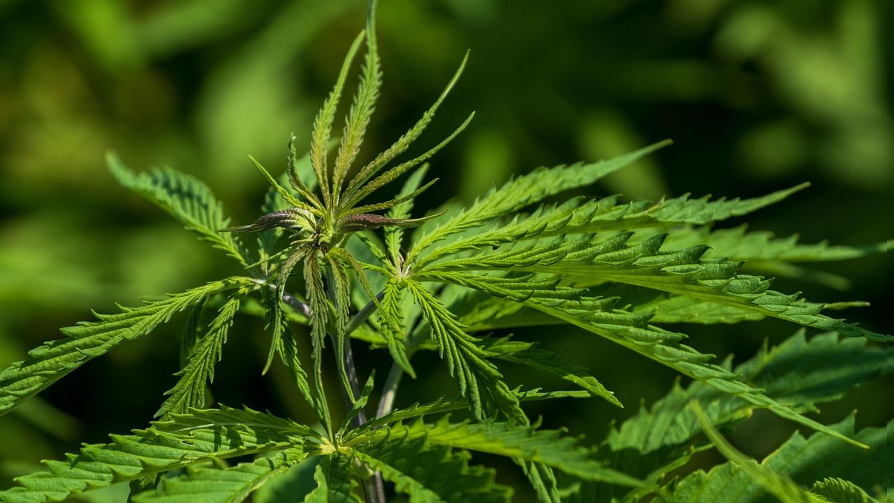 America's New "Food Belt": Unexpected Regions Now Producing Popular Crops