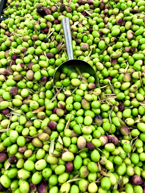 Madama Oliva Accelerates Global Expansion Strategy