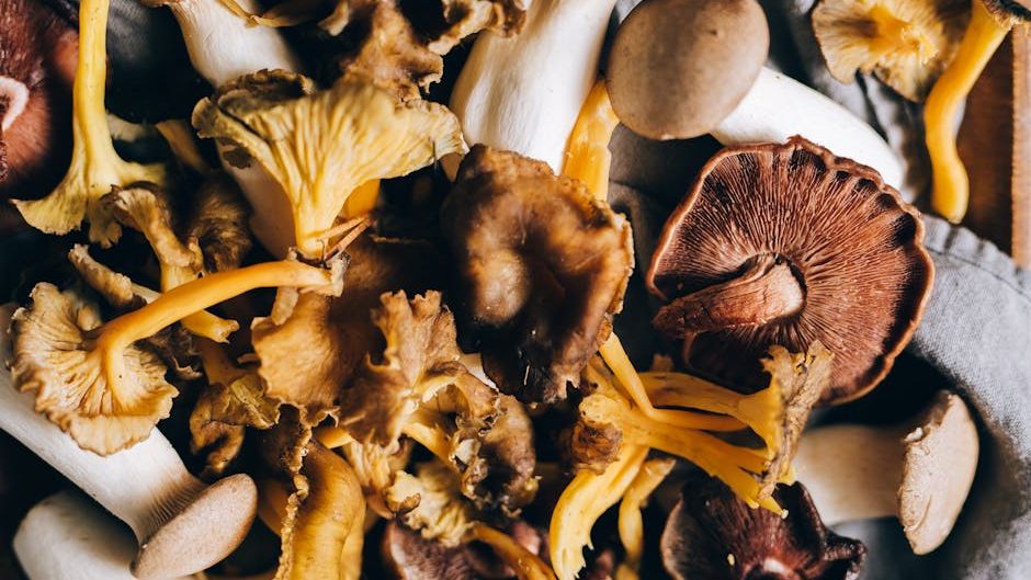 I Switched to 'Mushroom Coffee' for 30 Days: Here Is the Truth About the Hype