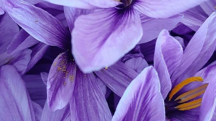 Why Is Saffron So Expensive? Inside the Grueling Process of the World's Costliest Spice