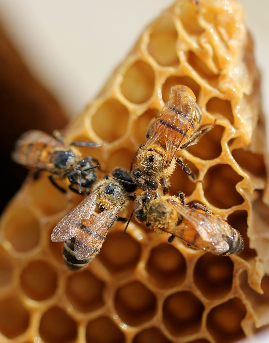 Honey production at all-time low