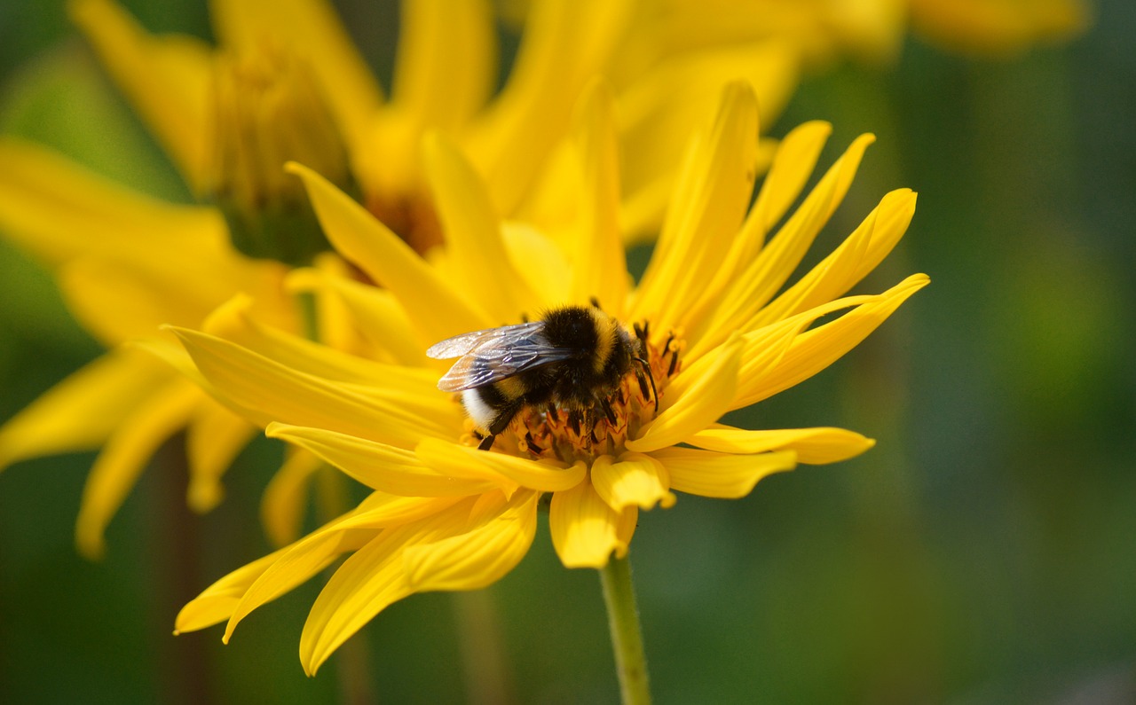 Scientists just discovered bees and hummingbirds are drinking alcohol