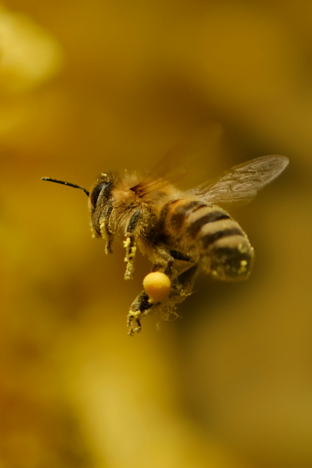 Honey bees dance better with an audience