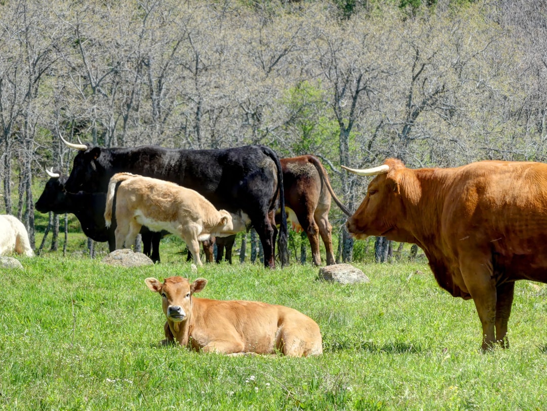JBS paints bleak landscape for US beef as cattle shortages persist