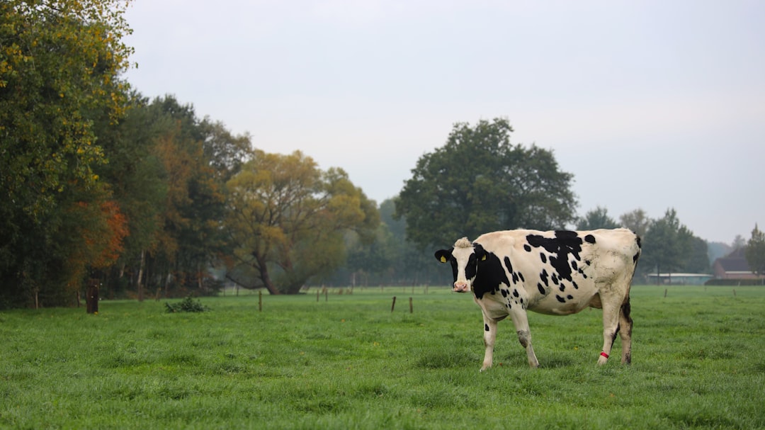What’s driving the global dairy boom?