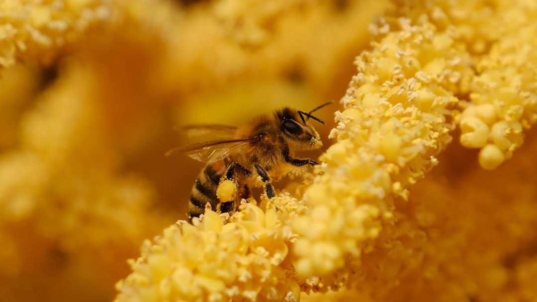 Scientists uncovered the nutrients bees were missing — Colonies surged 15-fold