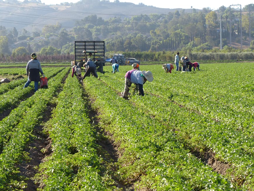 California farmers were already struggling. Then came the Iran war
