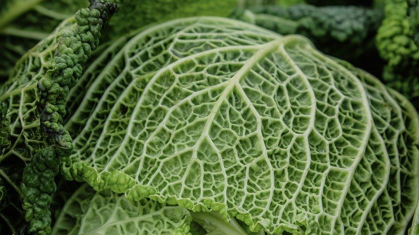 The Thyroid Connection: 6 Vegetables You Should Never Eat Raw if You Have Hormone Issues