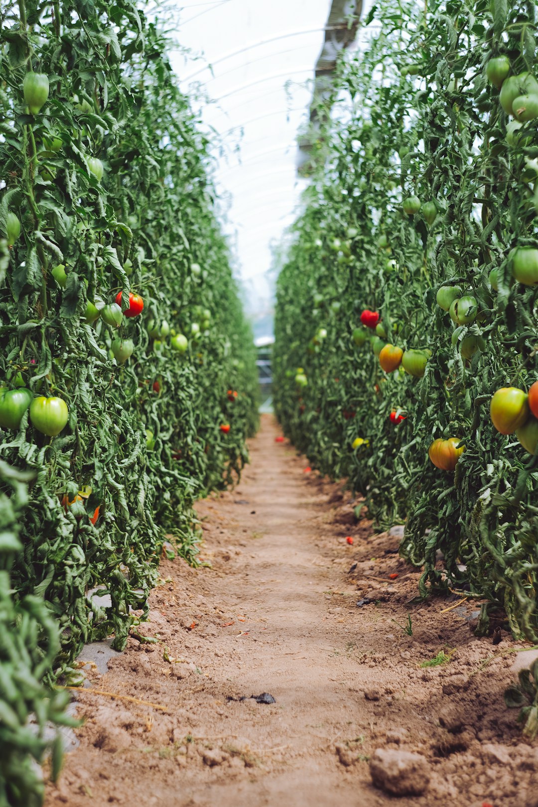 Northern Italy’s Processing Tomato Sector Reaches 2026 Framework Agreement